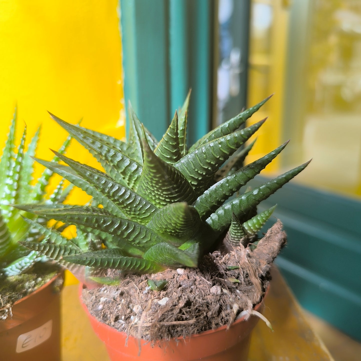 Zebra Cactus - medium