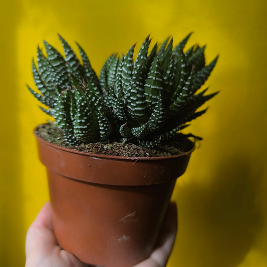Zebra Cactus - Large