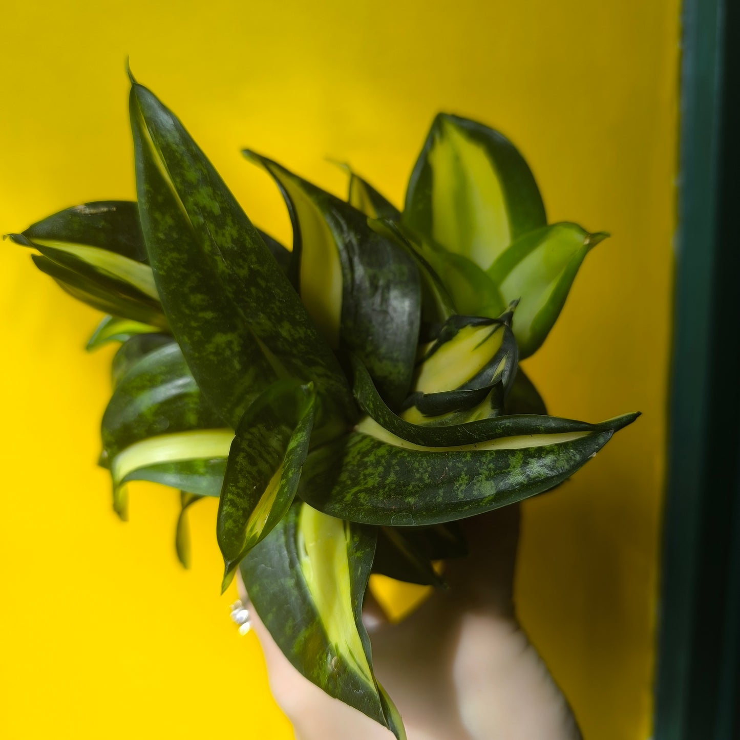 Snake Plant Hahnii `Black Gold + Spiral Star` - Small