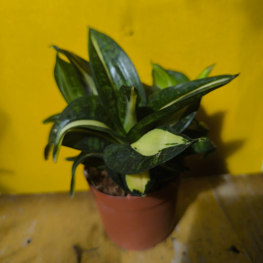 Snake Plant Hahnii `Black Gold + Spiral Star` - Small
