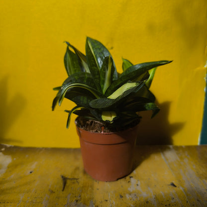 Snake Plant Hahnii `Black Gold + Spiral Star` - Small