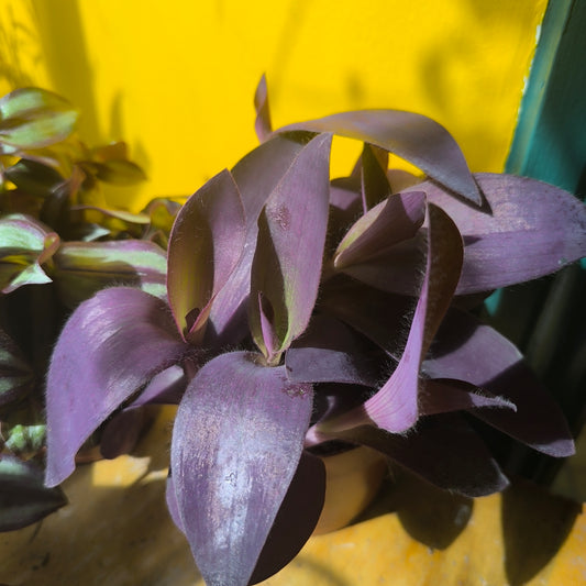 Spiderwort `Pallida` - Medium