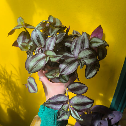 Spiderwort `Zebrina`- Medium