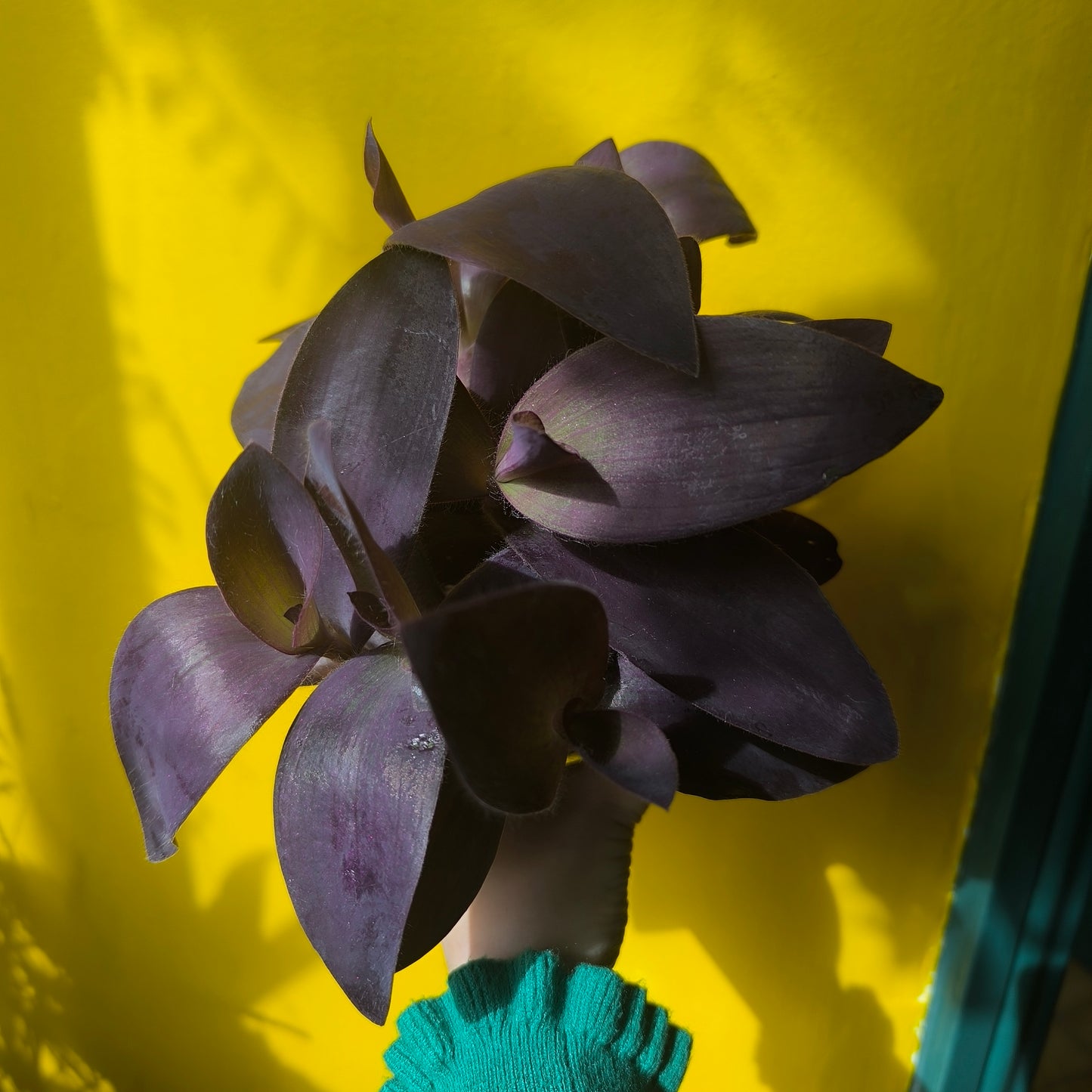 Spiderwort `Pallida` - Medium