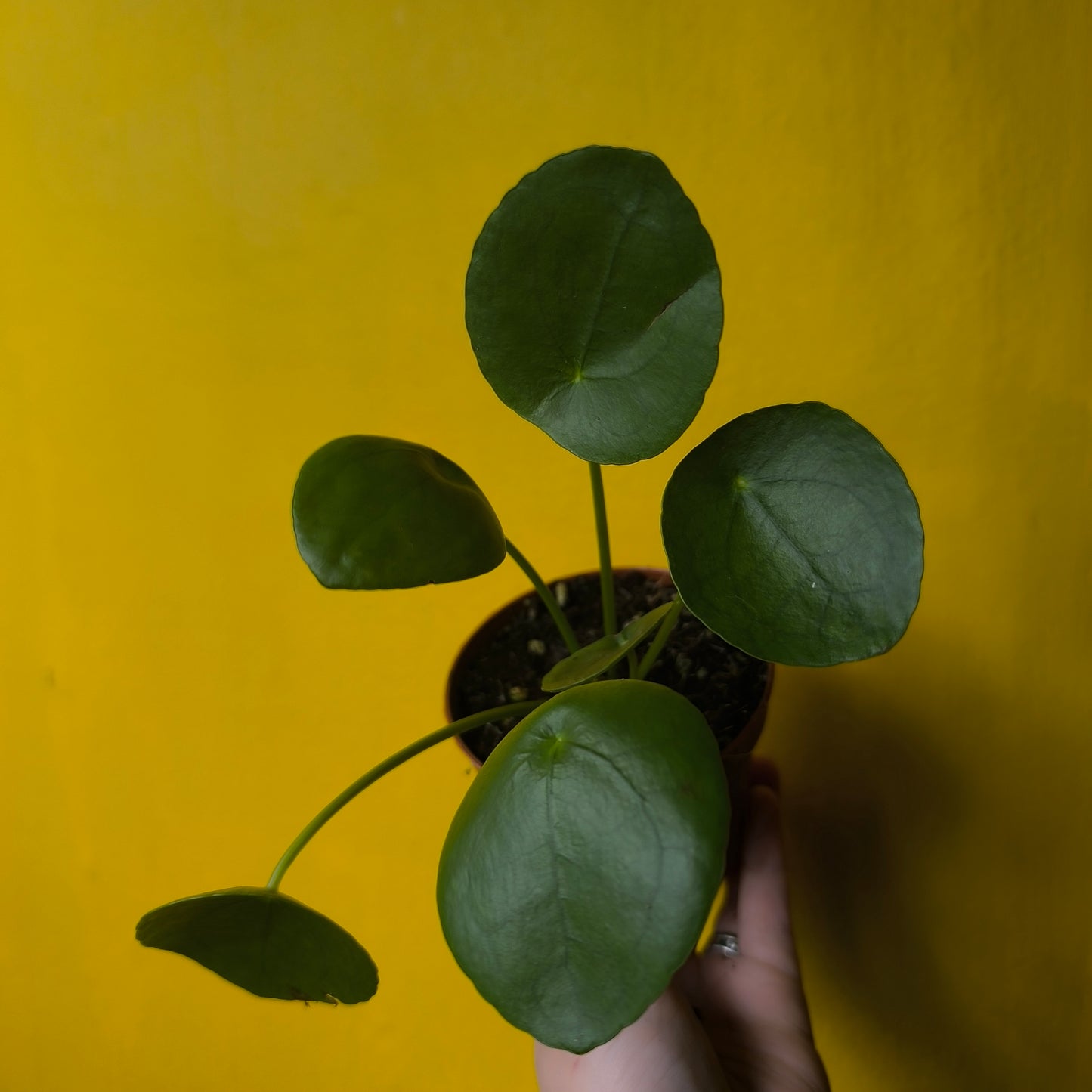 Chinese Money Plant - Medium