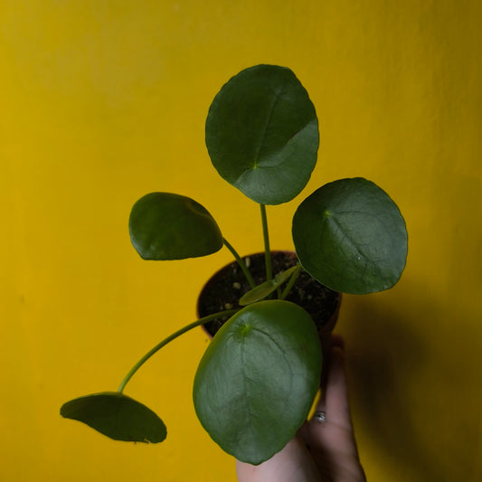 Chinese Money Plant - Medium