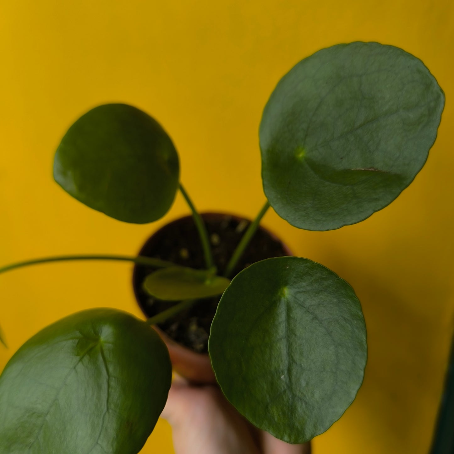 Chinese Money Plant - Medium