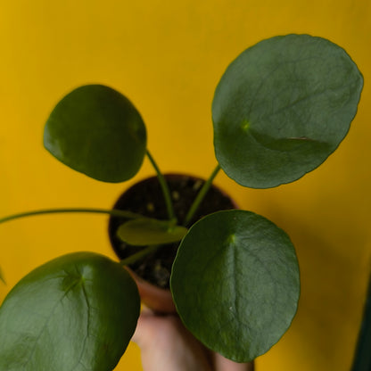 Chinese Money Plant - Medium