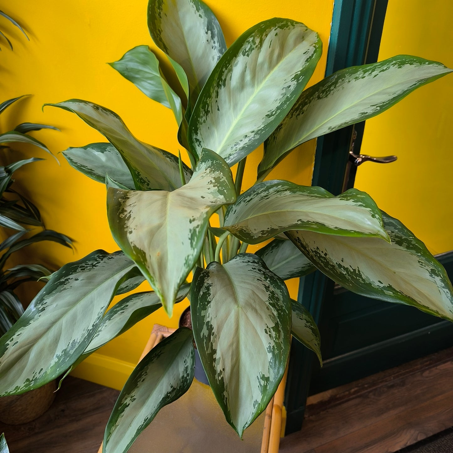 Aglaonema Chinese Evergreen 'Cleopatra' - Large