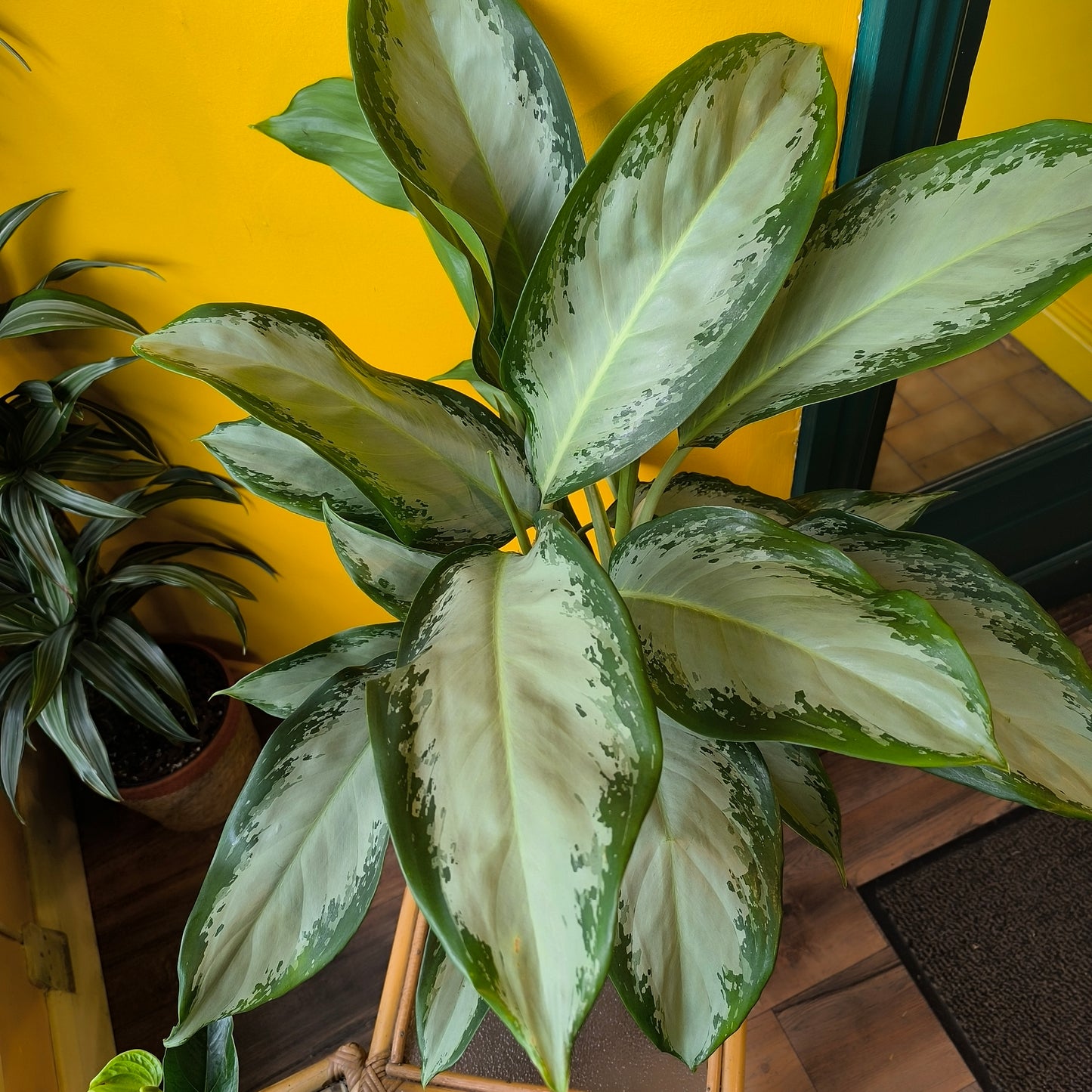 Aglaonema Chinese Evergreen 'Cleopatra' - Large