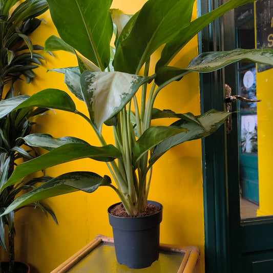Aglaonema Chinese Evergreen 'Cleopatra' - Large