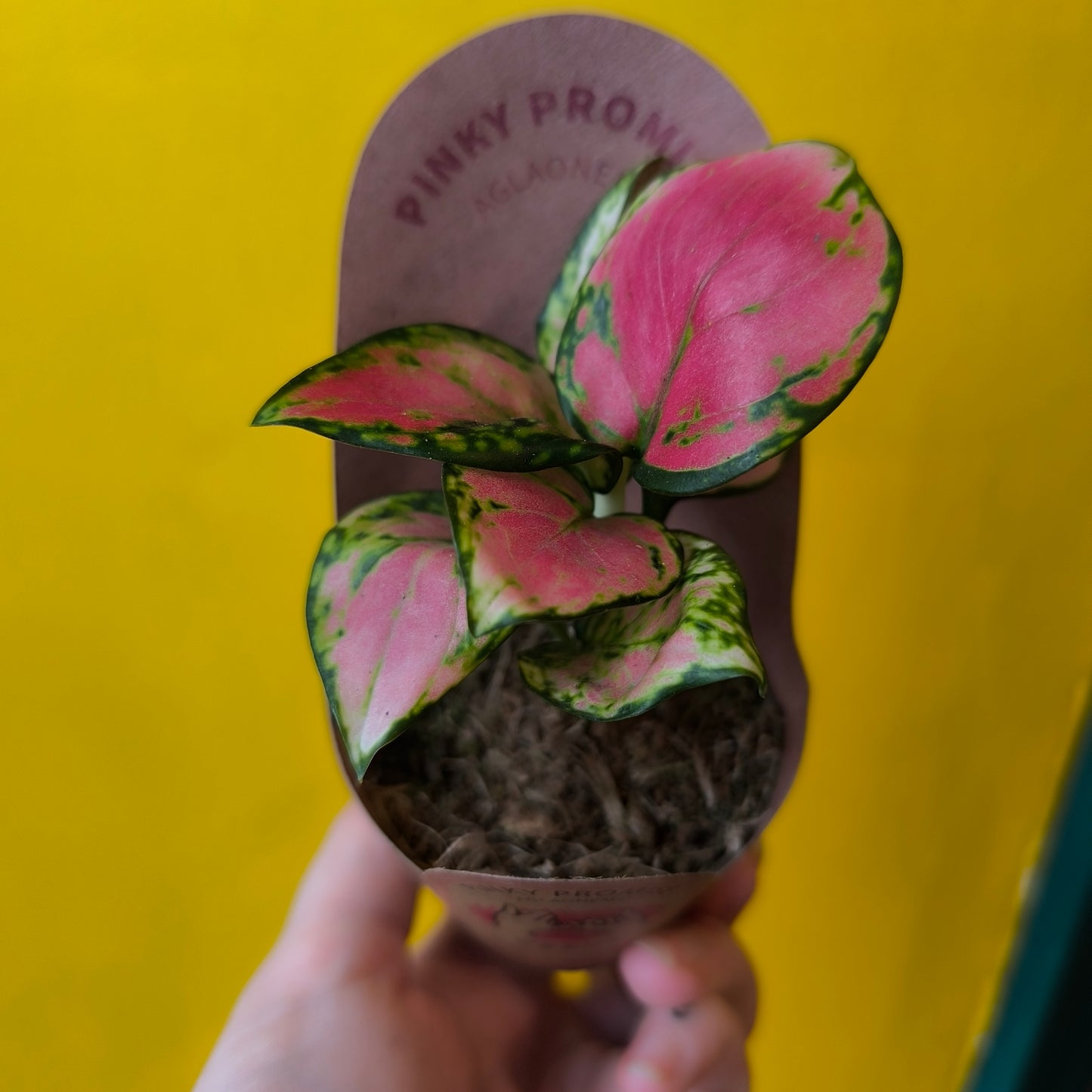 Aglaonema Chinese Evergreen `Pinky Promise` - Small