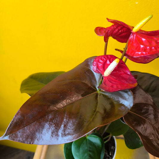 Flamingo Flower `Champion Coral`- Medium