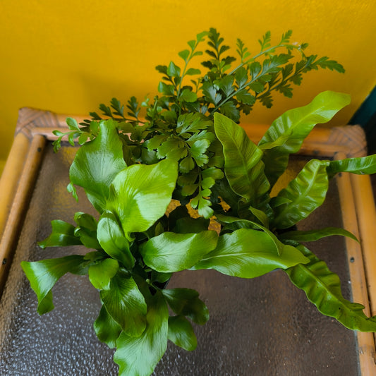 Fern - Mini Mix