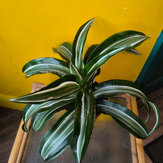 Dragon Tree Compact Varieties - Medium