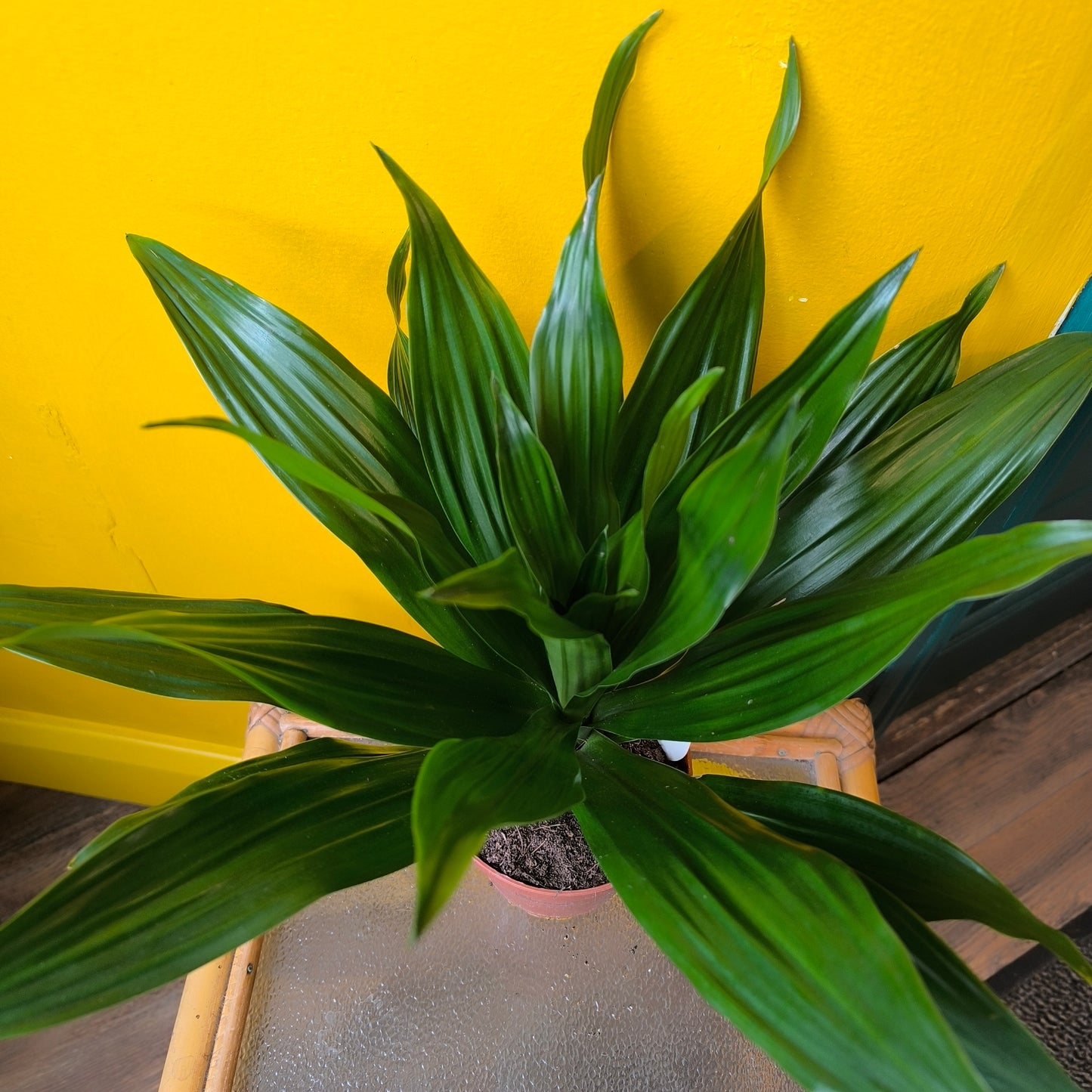Dragon Tree Compact Varieties - Medium