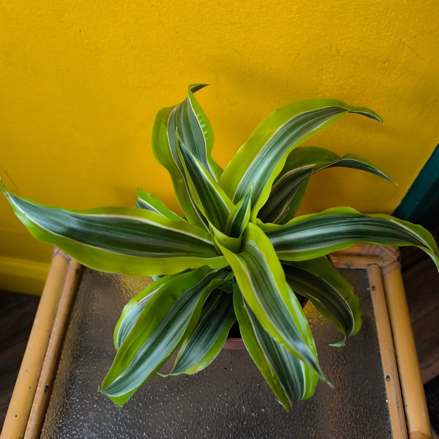Dragon Tree Compact Varieties - Medium