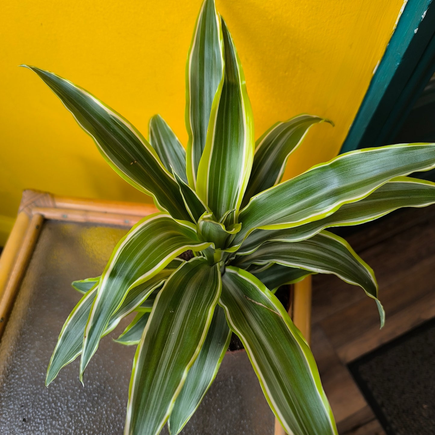Dragon Tree Compact Varieties - Medium