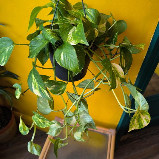 Pothos `Hawaiien`- Large