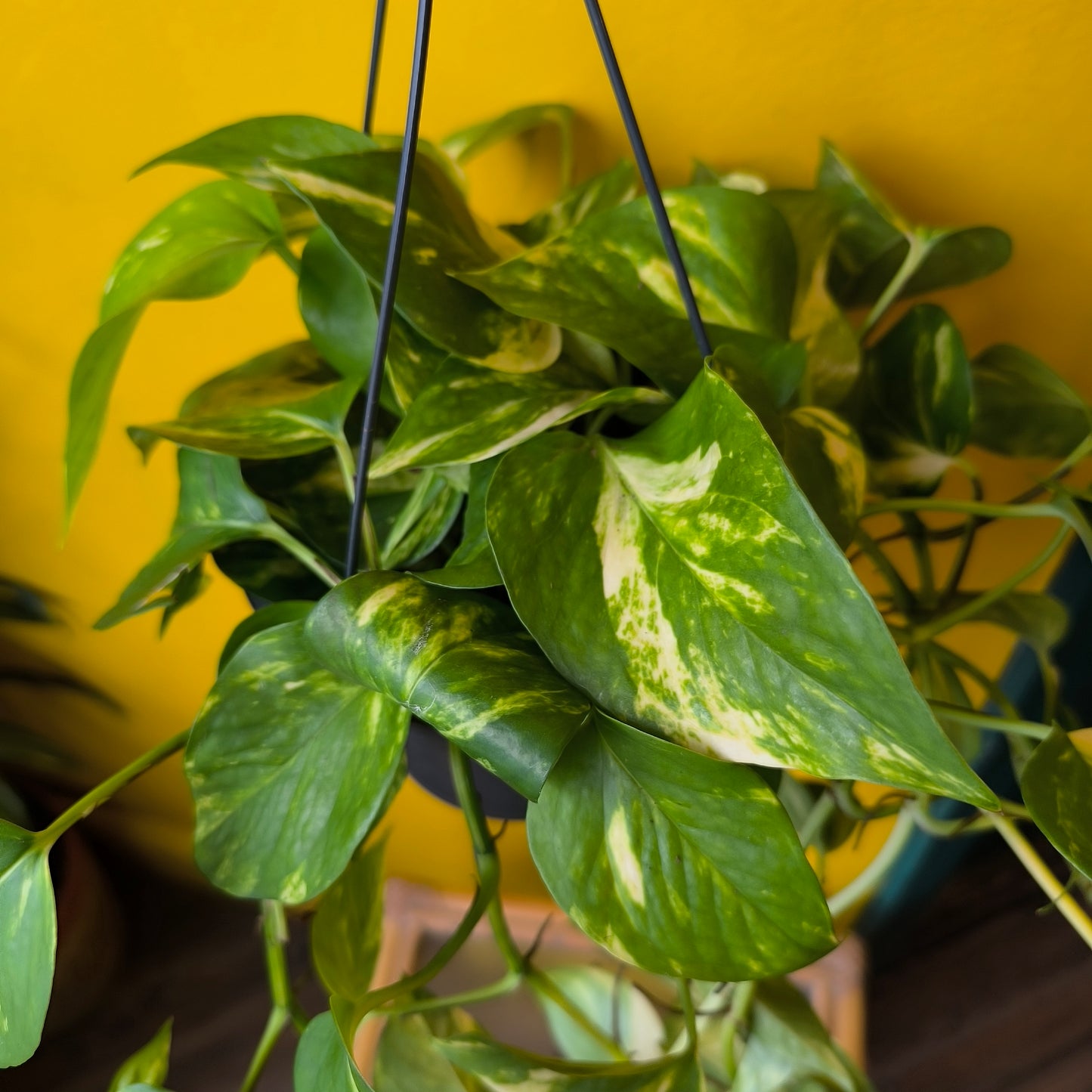 Pothos `Hawaiien`- Large