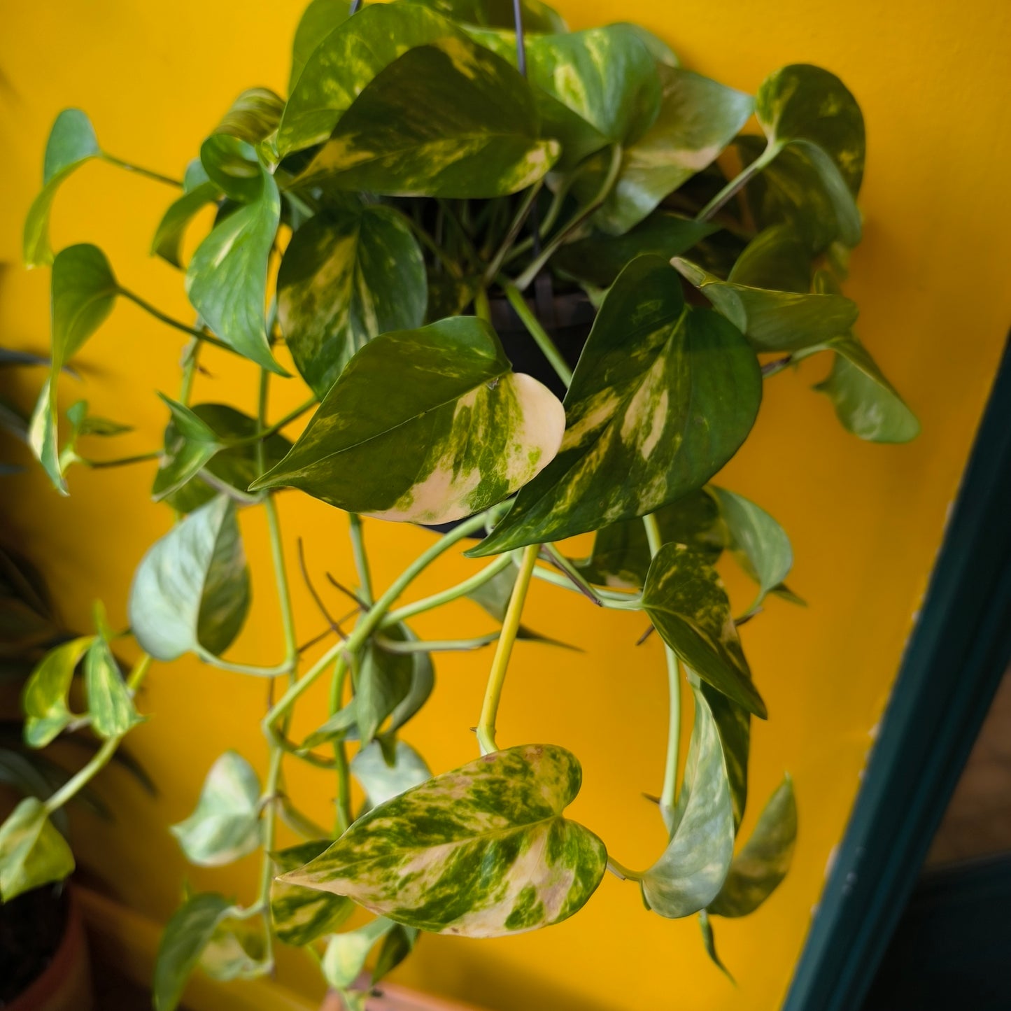Pothos `Hawaiien`- Large
