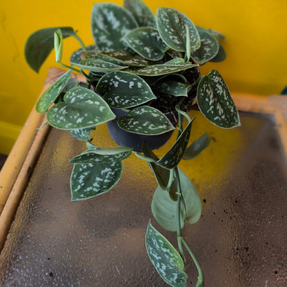 Pothos `Silvery Ann` - Medium