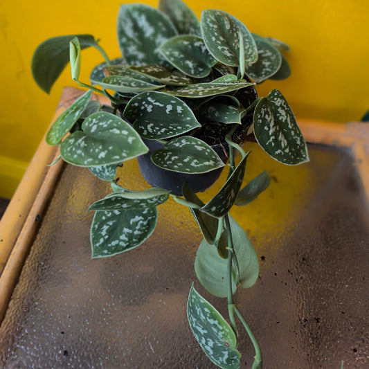Pothos `Silvery Ann` - Medium