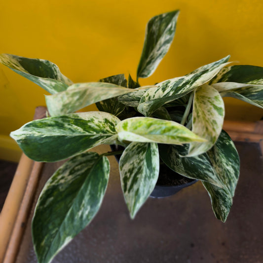 Pothos Marble Queen - Medium
