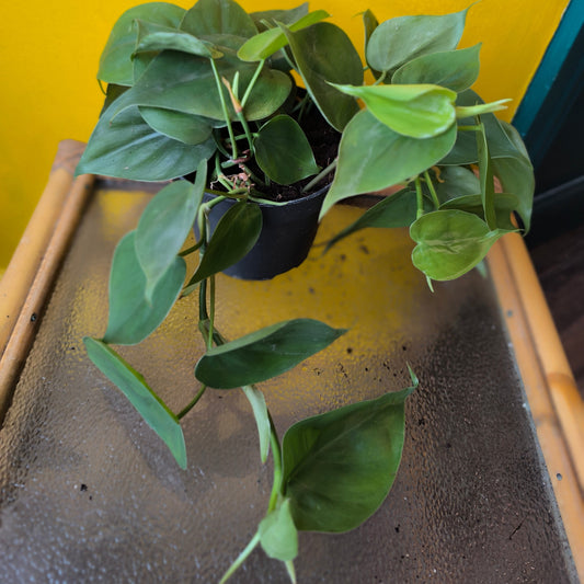 Philodendron Heartleaf  - Medium