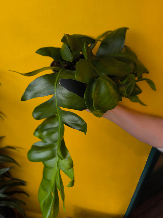 Fern Leaf Cactus - Medium