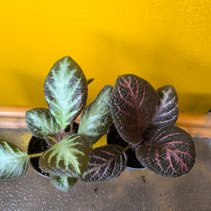 Episcia - Mini