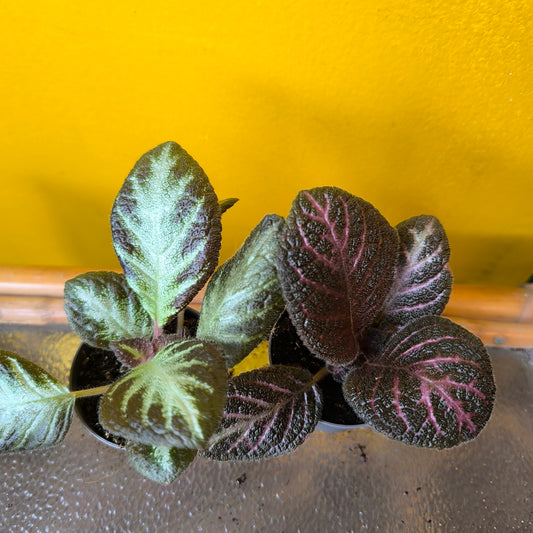 Episcia - Mini