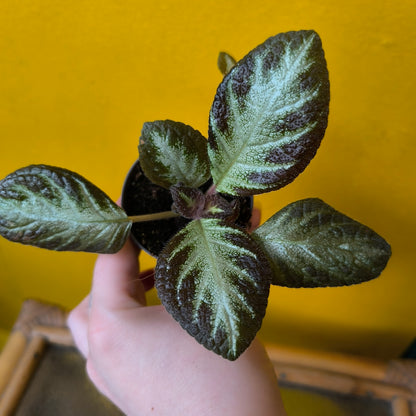 Episcia - Mini