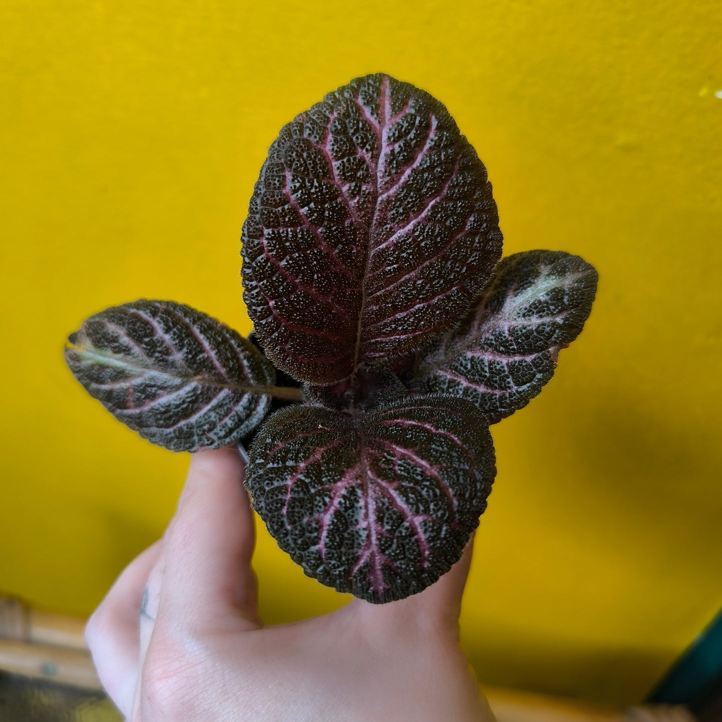 Episcia - Mini