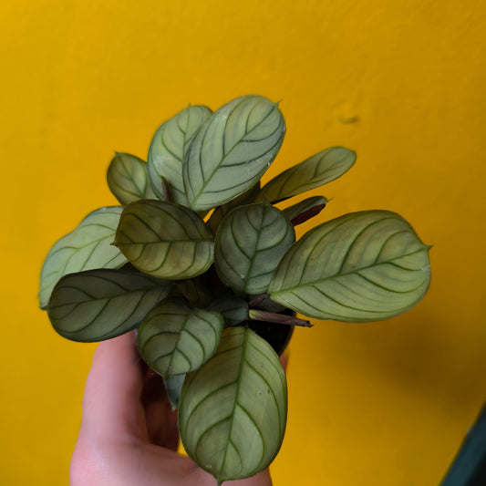 Prayer Plant `Amabilis Mint` - Mini
