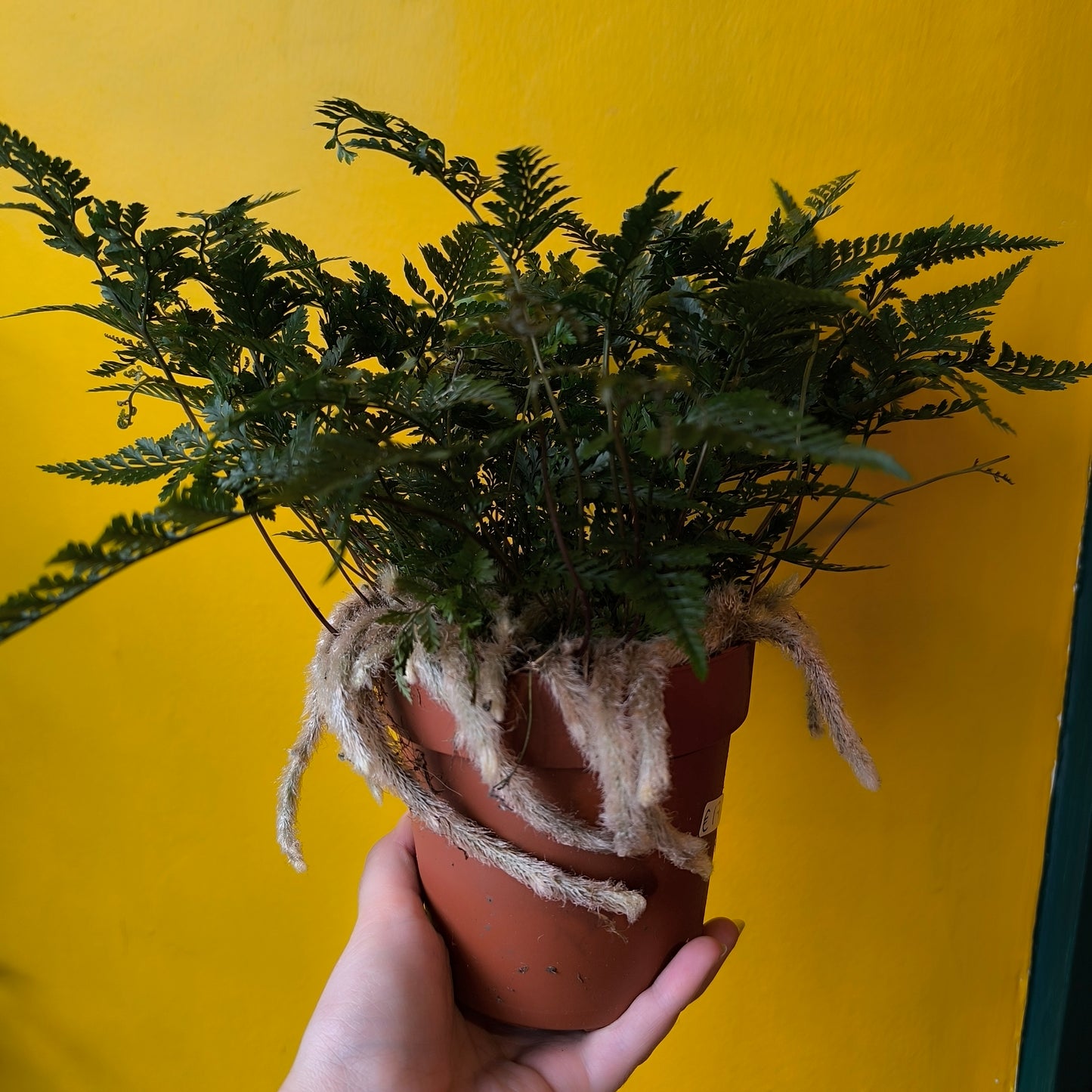 Fern Rabbits Foot - Medium