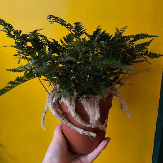 Fern Rabbits Foot - Medium