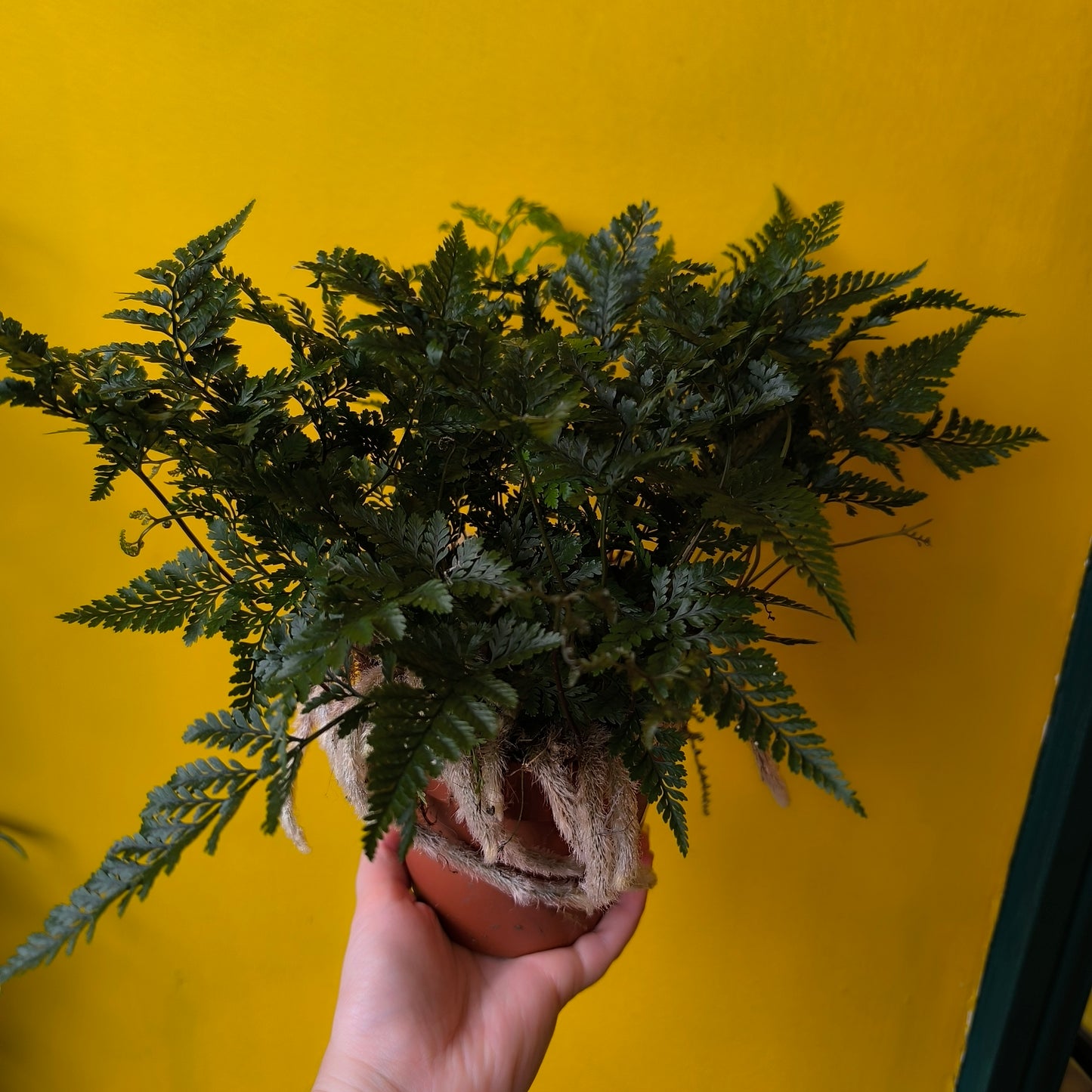 Fern Rabbits Foot - Medium