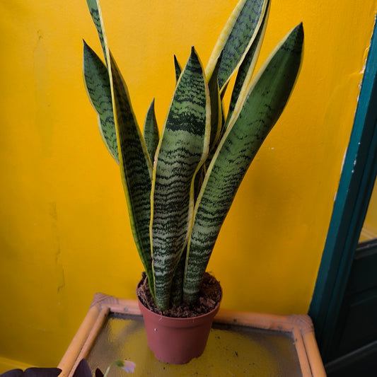 Snake Plants - Medium (4)