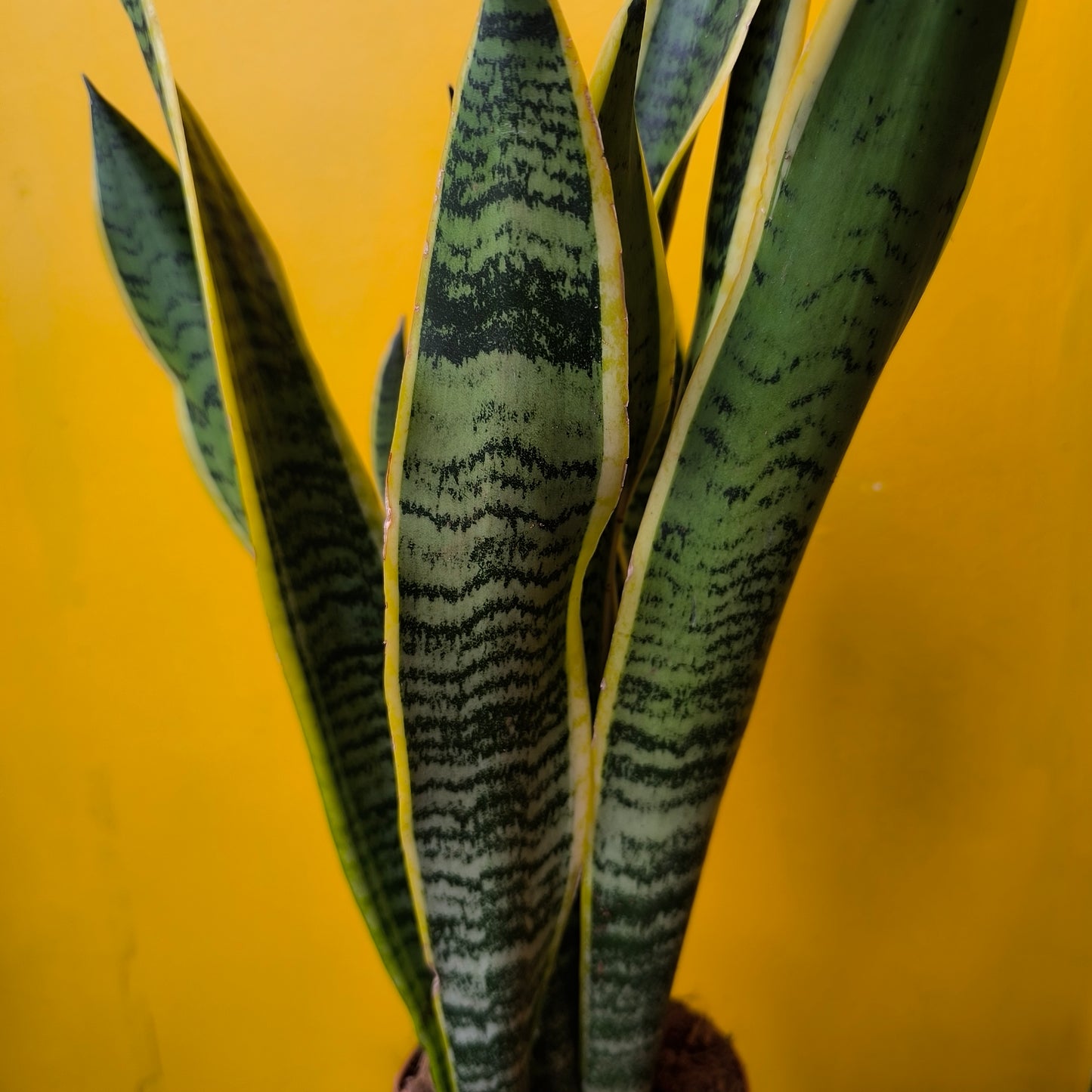 Snake Plants - Medium (4)