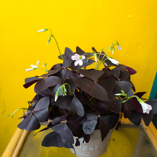 Oxalis Purple - Medium