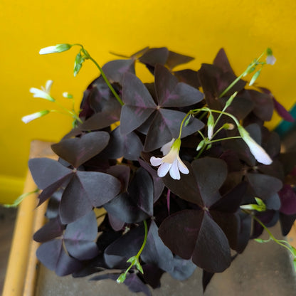 Oxalis Purple - Medium