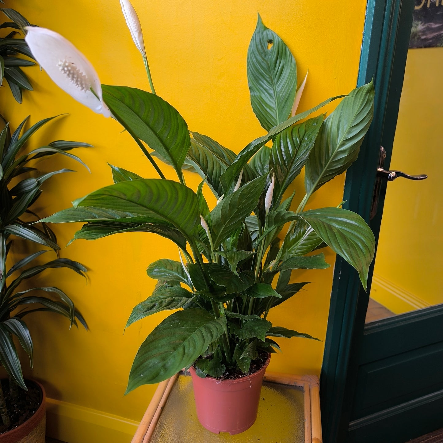 Peace Lily 'Vivaldi'- Large