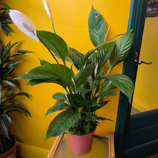 Peace Lily 'Vivaldi'- Large