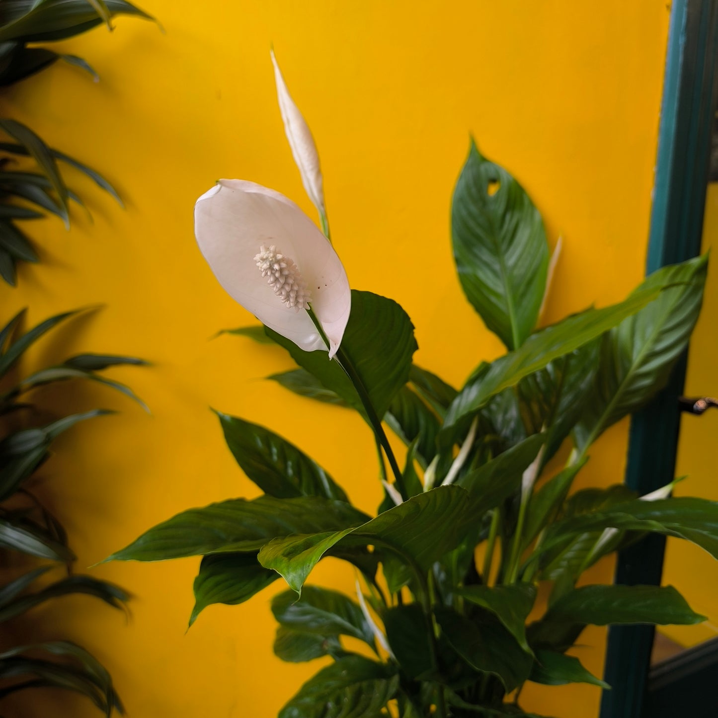 Peace Lily 'Vivaldi'- Large