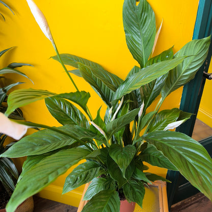Peace Lily 'Vivaldi'- Large