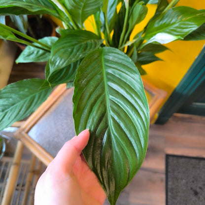 Peace Lily 'Vivaldi'- Large