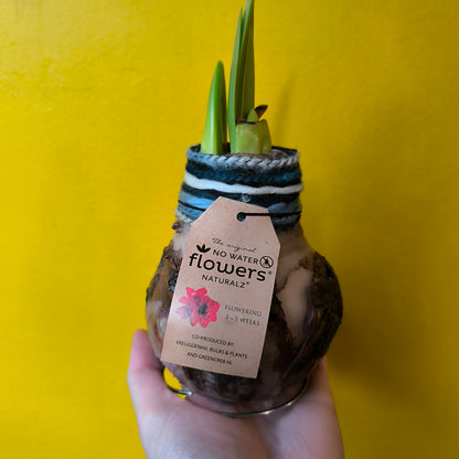 Amaryllis "No-water" Bulbs