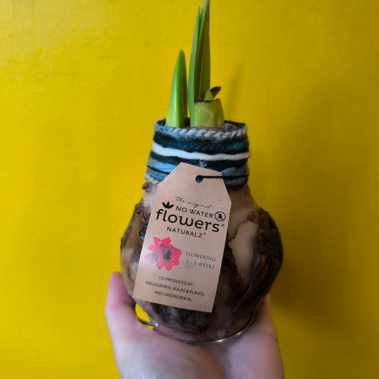 Amaryllis "No-water" Bulbs