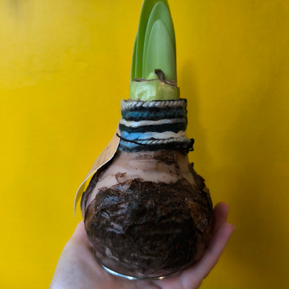 Amaryllis "No-water" Bulbs